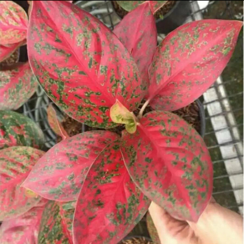 Tanaman hias aglonema red stardust/aglonema red stardust