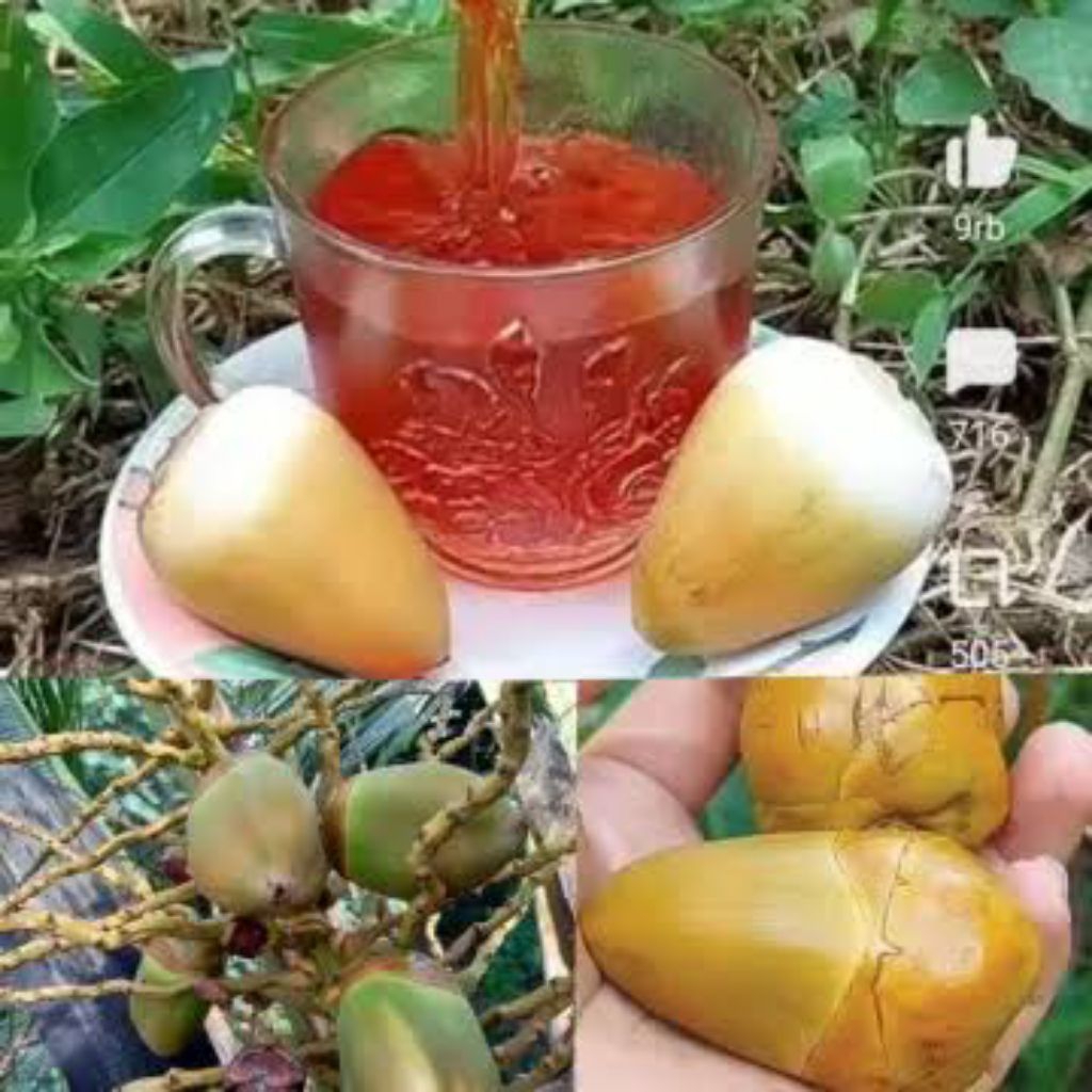 

beluluk kelapa gading isi 7