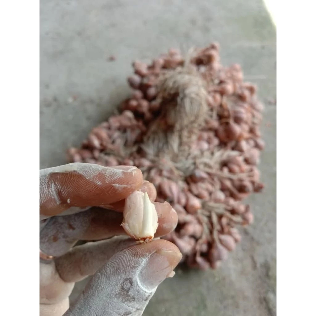 Bibit Bawang Merah Tajuk asli nganjuk Terbaik (10kg)