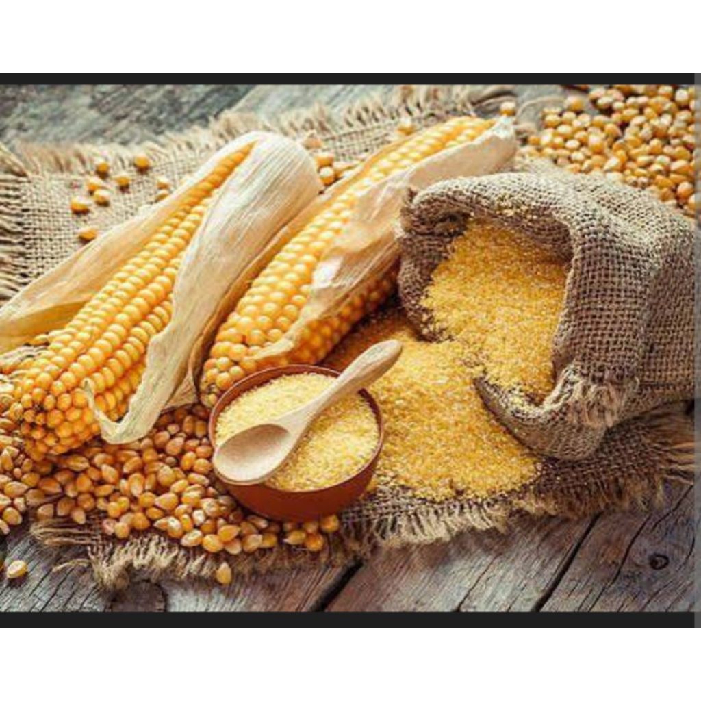 Jagung Giling, Jagung Pakan Ternak, Pakan Ayam