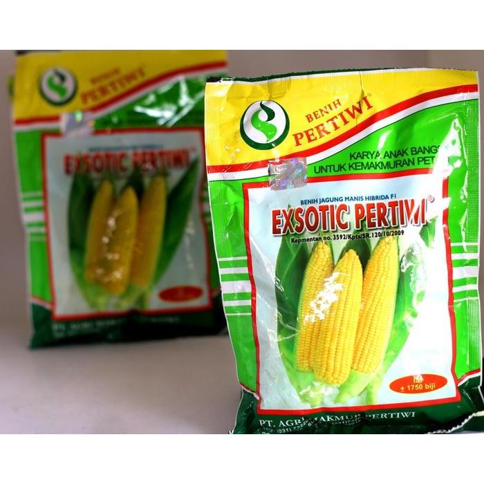 Benih Jagung Manis Exotic Pertiwi F1 Manis || Benih Jagung Manis Hibrida Exotic Pertiwi F1