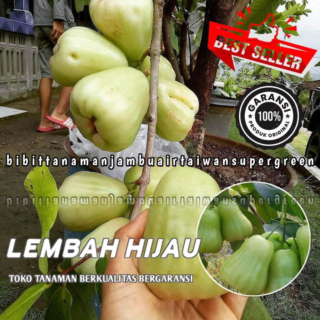 Bibit Tanaman Jambu Air Taiwan Super Green Jumbo Madu 1 Tahun Berbuah Didalampot