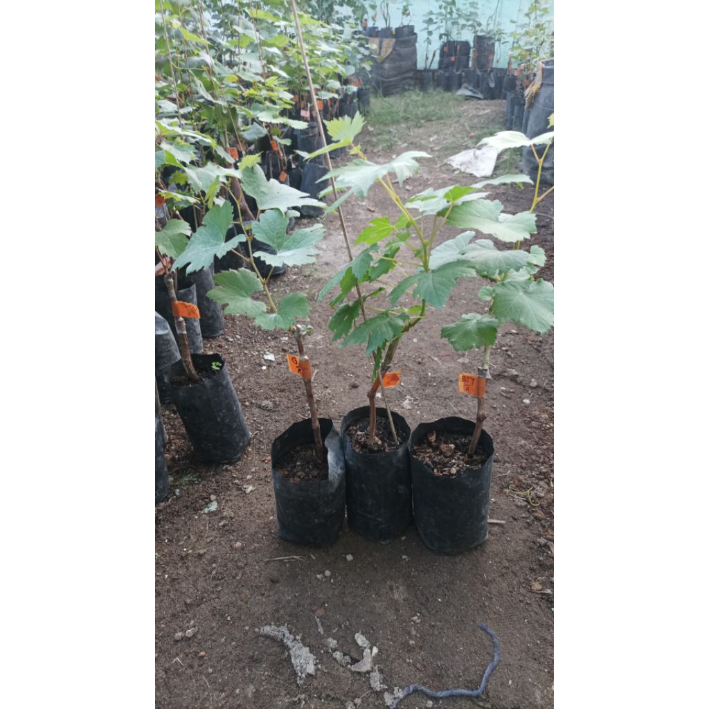 Bibit anggur  import (RS: kober5bb, cordeck1613,dogrid, iac, teleki, so4)