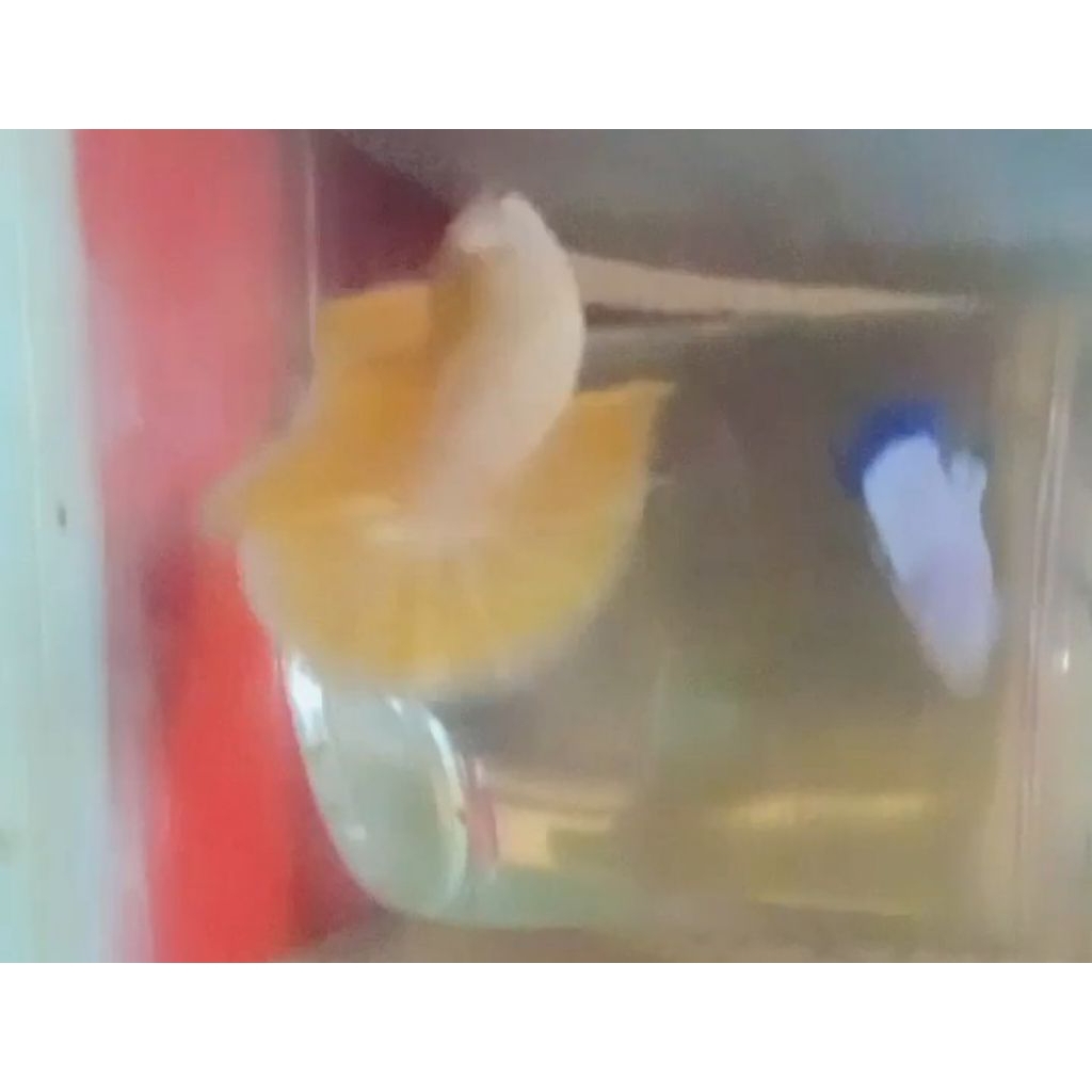 cupang hmpk super gold