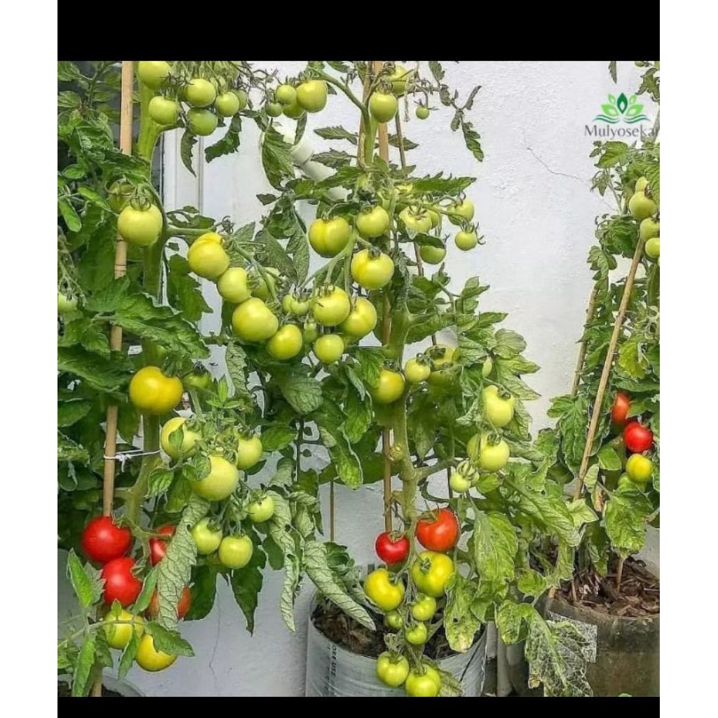 Tanaman tomat cery tomat sayur