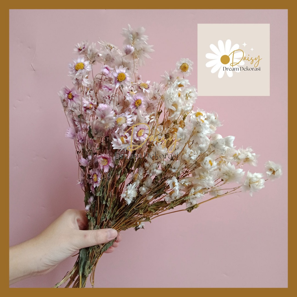 Dried Flower Preserved Daisy Bunga Kering Rodanthe White Pink dekor hand buket bucket hiasan rumah