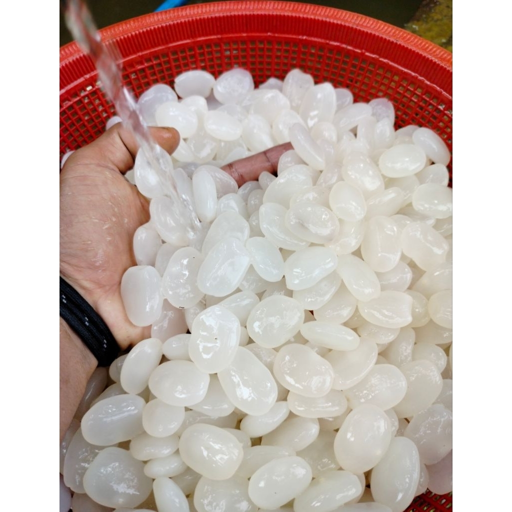 

kolang Kaling segar berqwalitas 1kg