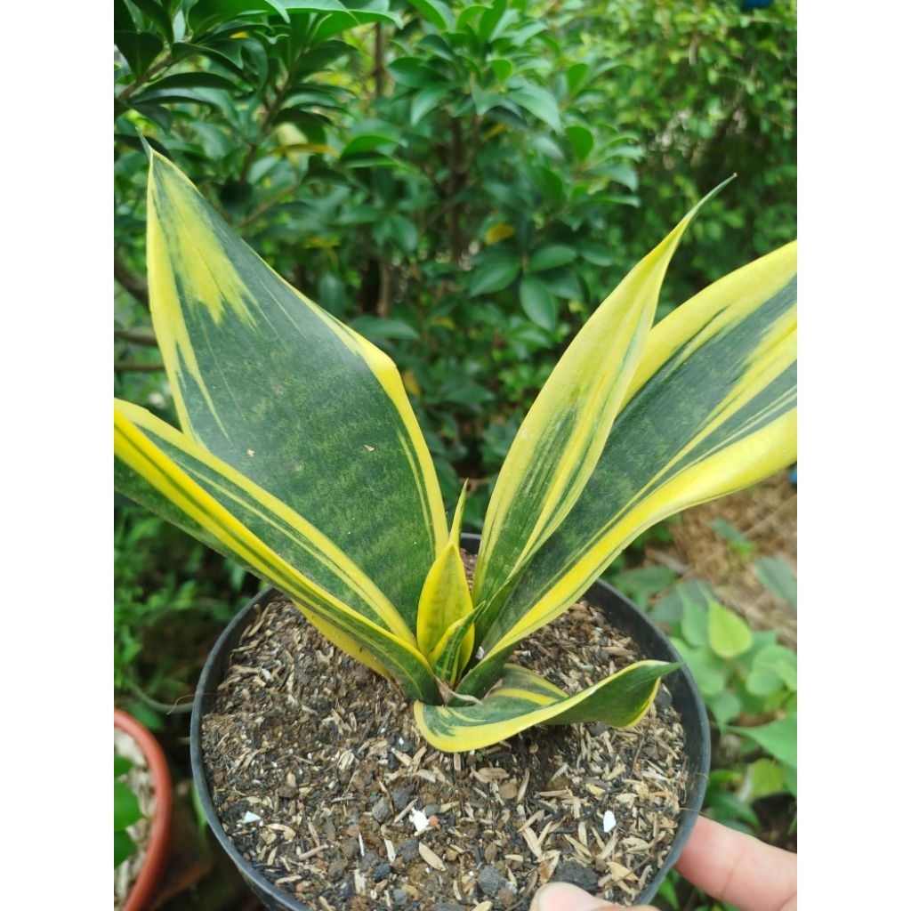 Sansevieria golden flame