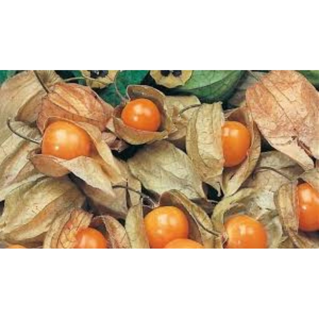 buah ciplukan/cecenet