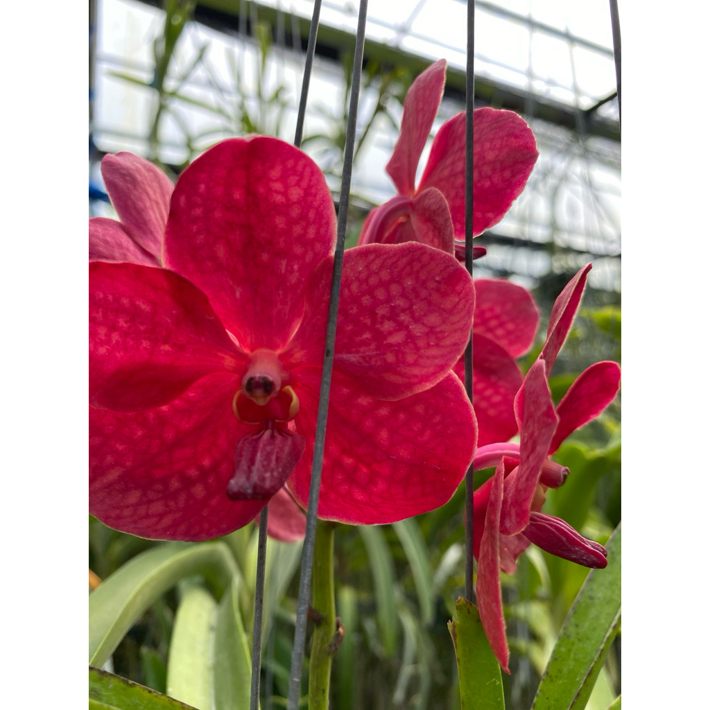 VANDA | ANGGREK VANDA DEWASA wilas x dr anek