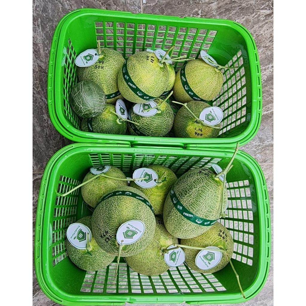 Melon premium the blues Hami