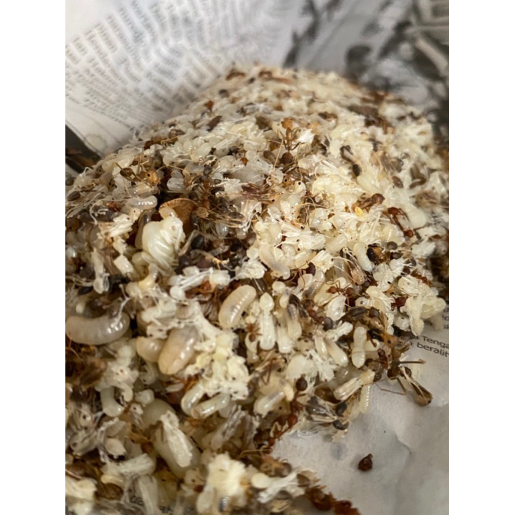 kroto telur semut pakan hewan burung / ikan