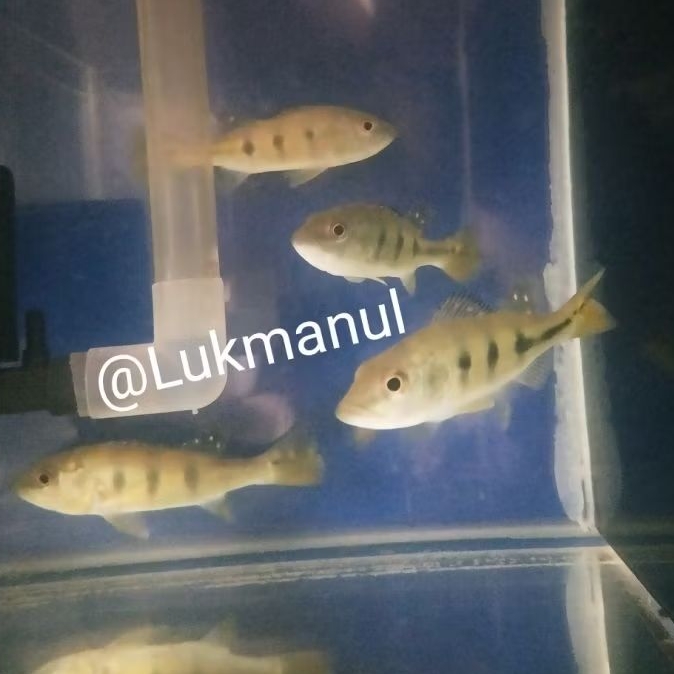 Ikan Peacock Bass Pbass Kelberi
