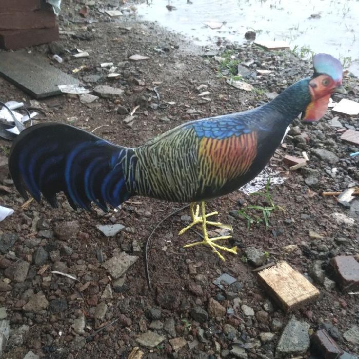 Jontrot boneka alat pikat jontrot ayam ayaman hutan hijau