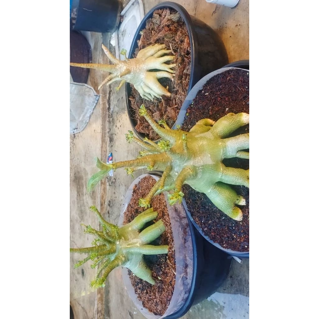 adenium karakter arabicum hybrid