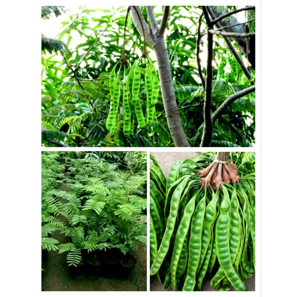 bibit petai okulasi super