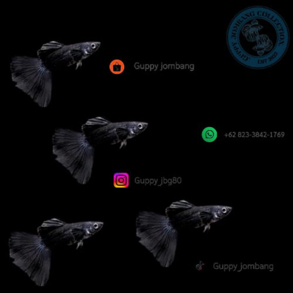 guppy black moscow