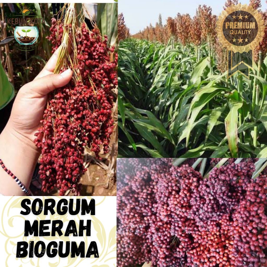 KEBUN KOTA]-Bibit Benih Tumbuhan "SORGUM MERAH BIOGUMA"