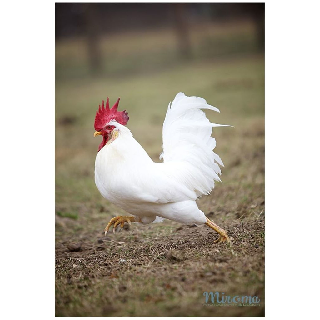 Telur fertil ayam Kate siap di tetaskan