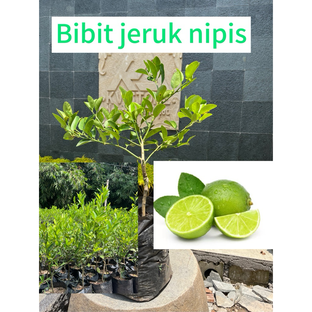 bibit jeruk nipis okulasi