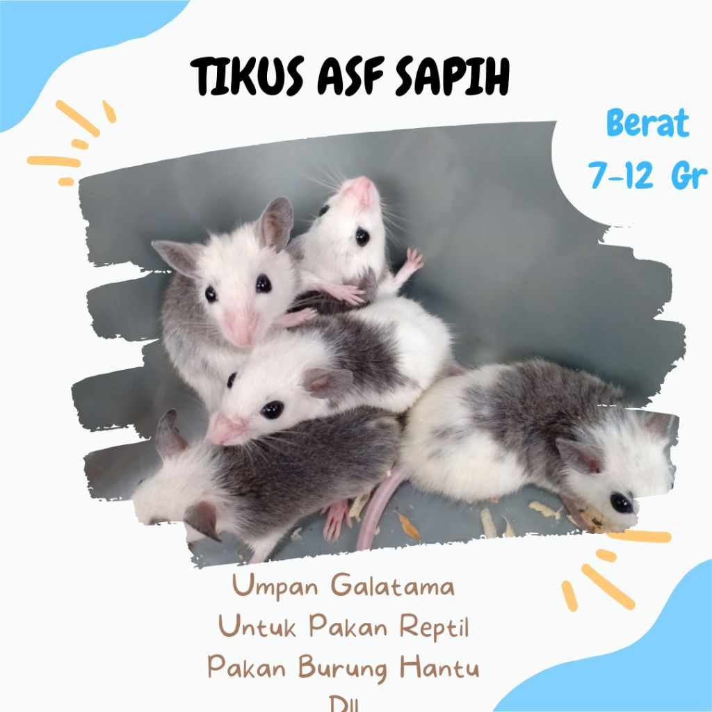Tikus ASF Sapih(African Soft Fur Rat) Hidup – Pakan Ular & Reptil