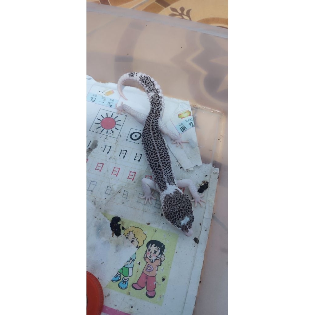 mainan leopard gecko