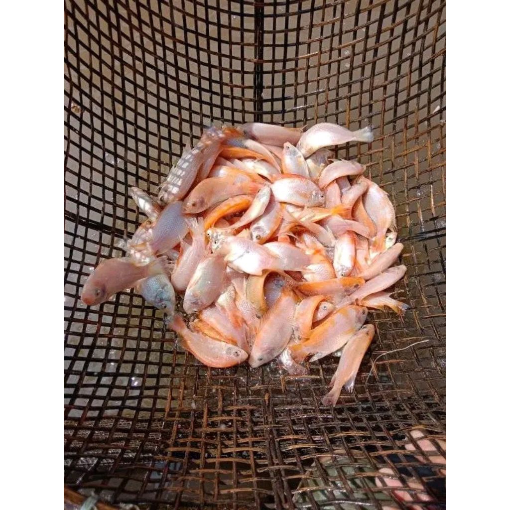 Benih ikan nila merah ukuran 2-3jari paket 50ekor