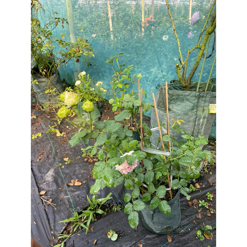 traumerei ownroot planter 3L