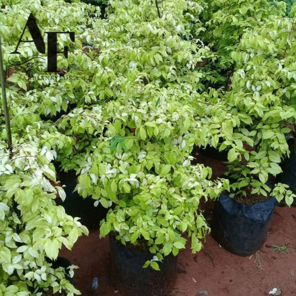 Bahan bonsai anting putri - tanaman hoki anting putri varigata