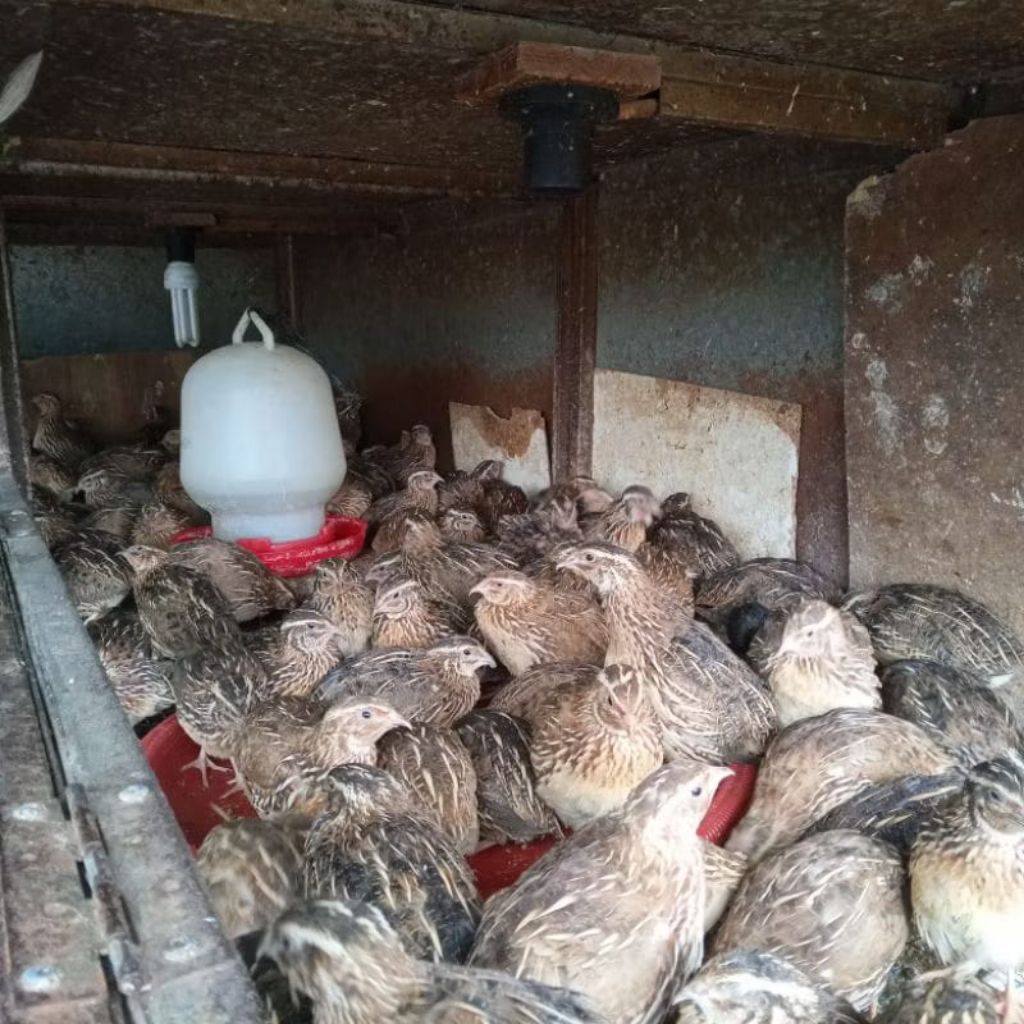 BURUNG PUYUH HIDUP MURAH