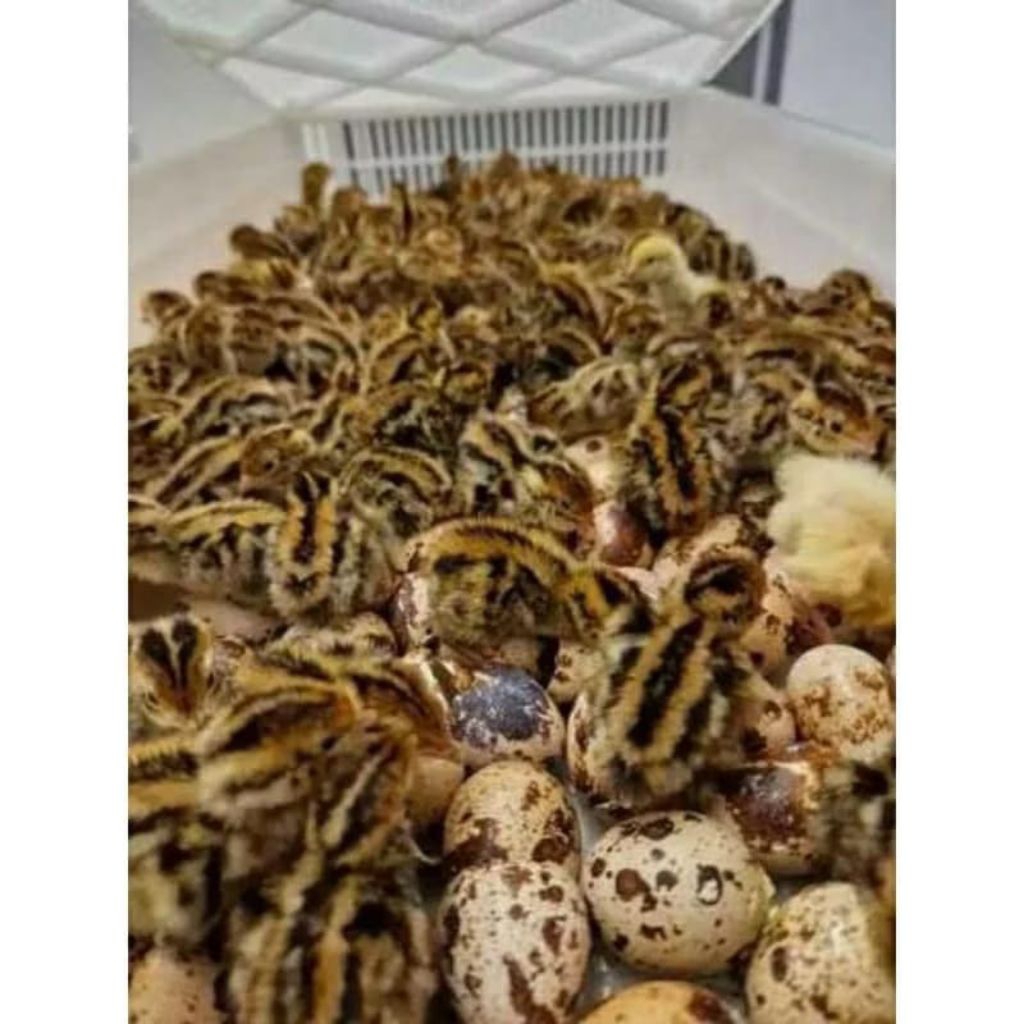 DOQ PUYUH JANTAN - ANAK BURUNG PUYUH-BIBIT PUYUH - PAKAN ELANG