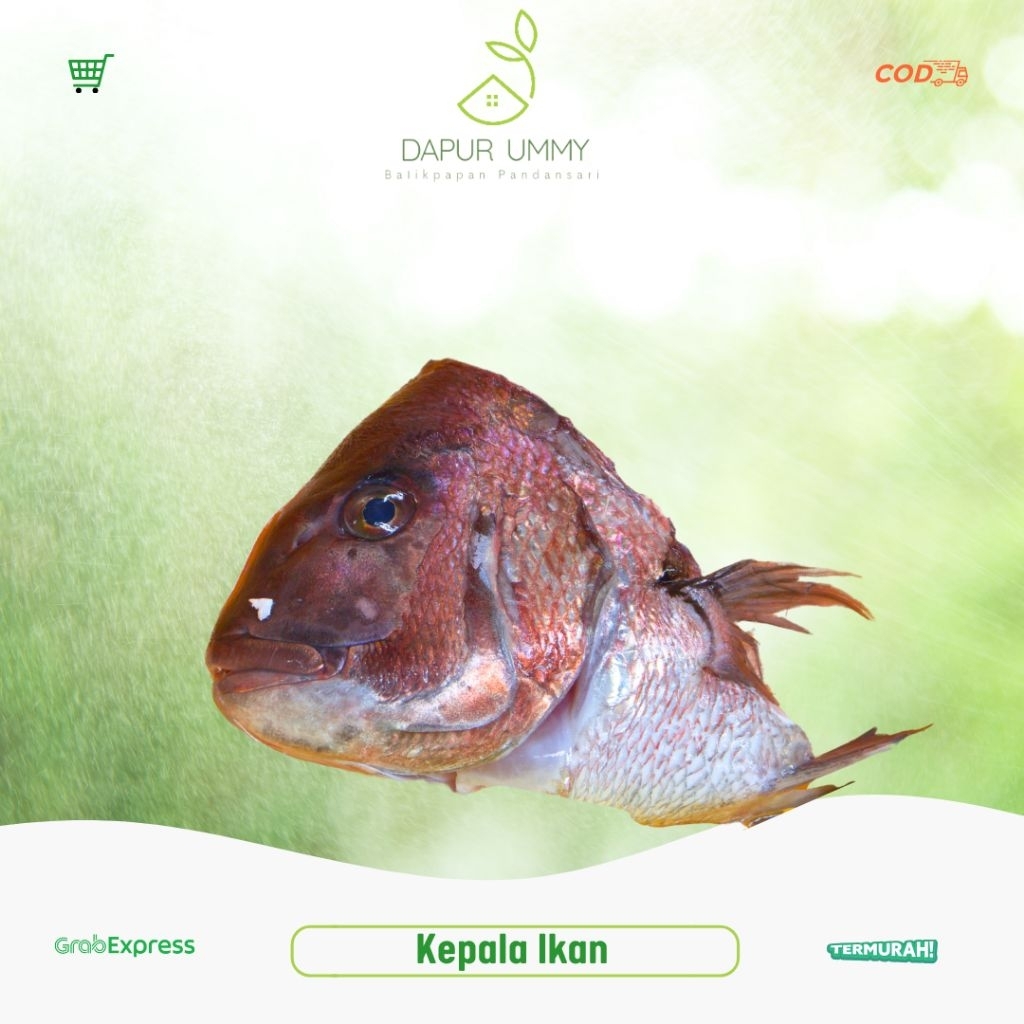 IKAN • Kepala Ikan Trakulu Kakap • 1Kg