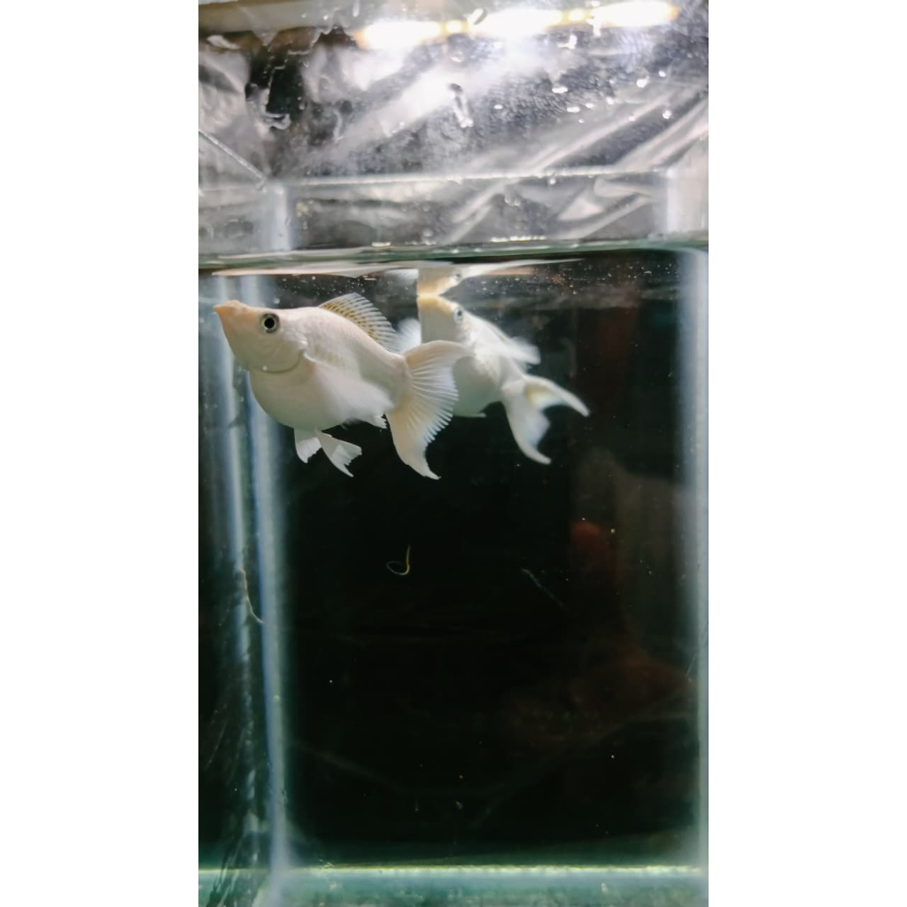 ikan molly balon platinum
