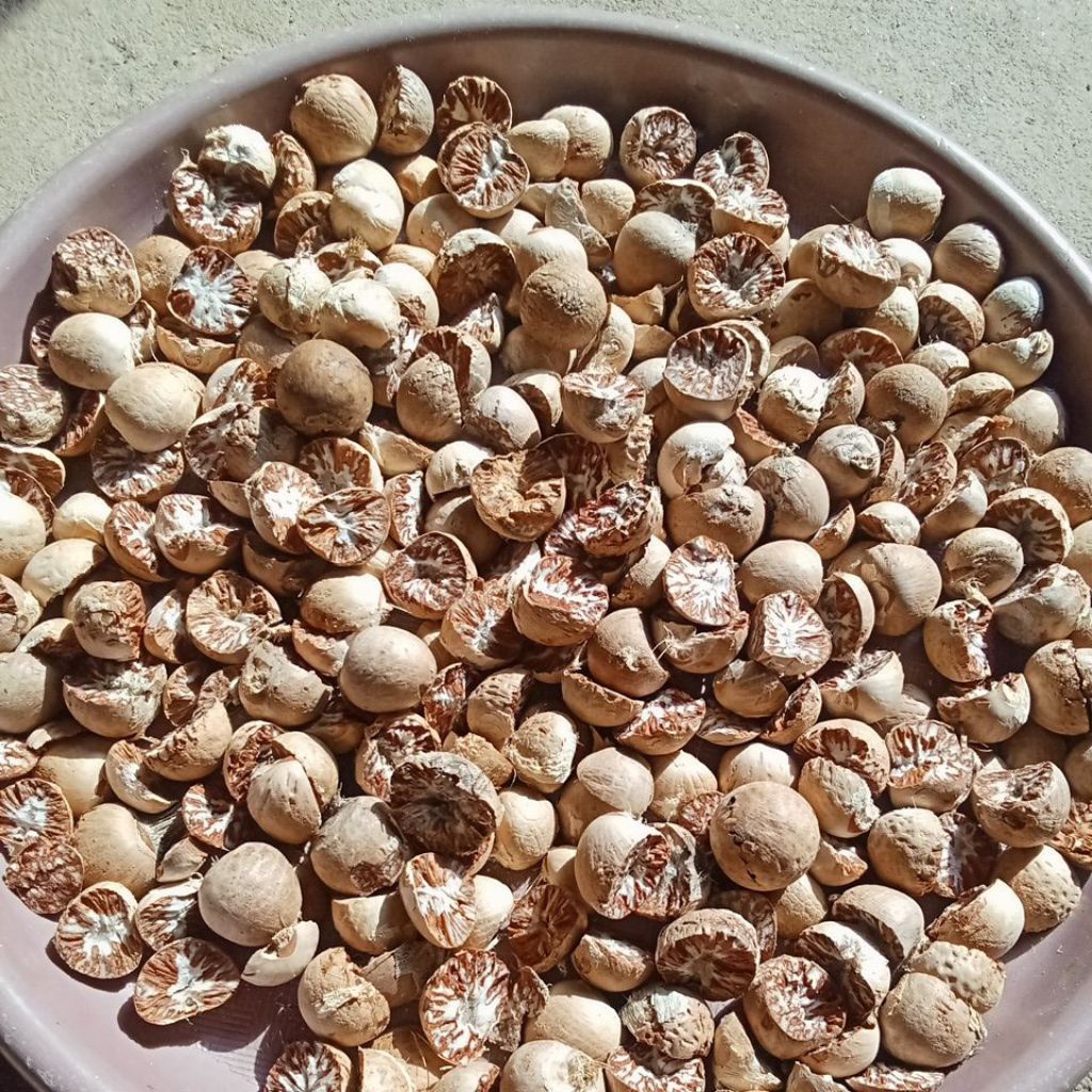Buah pinang kering Jambe kering