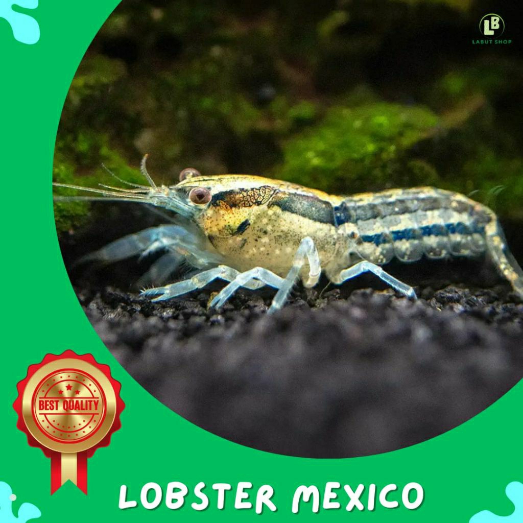 Hiasan aquarium lobster mini mexico