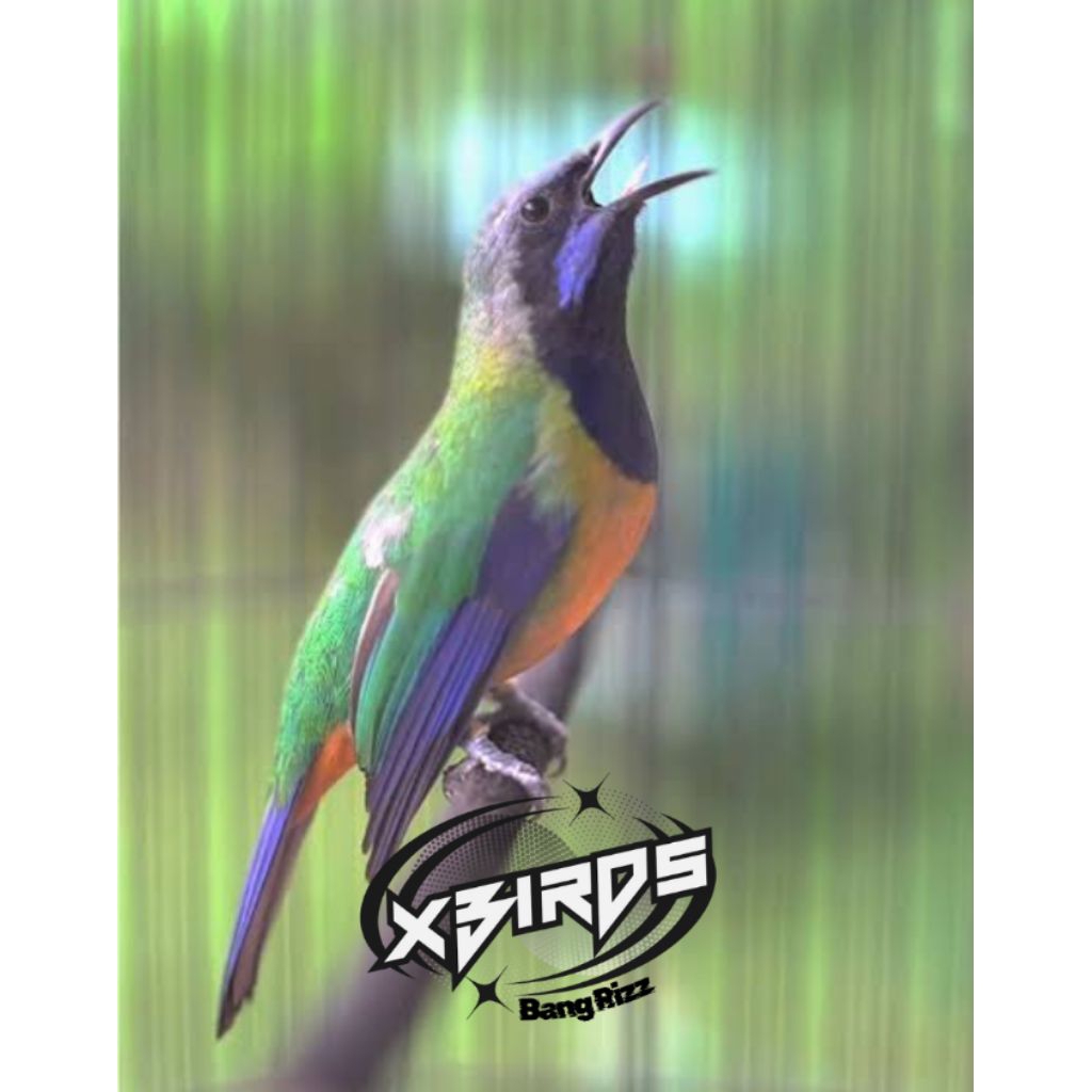 Cucak Cungkok Gacor dan Bahan