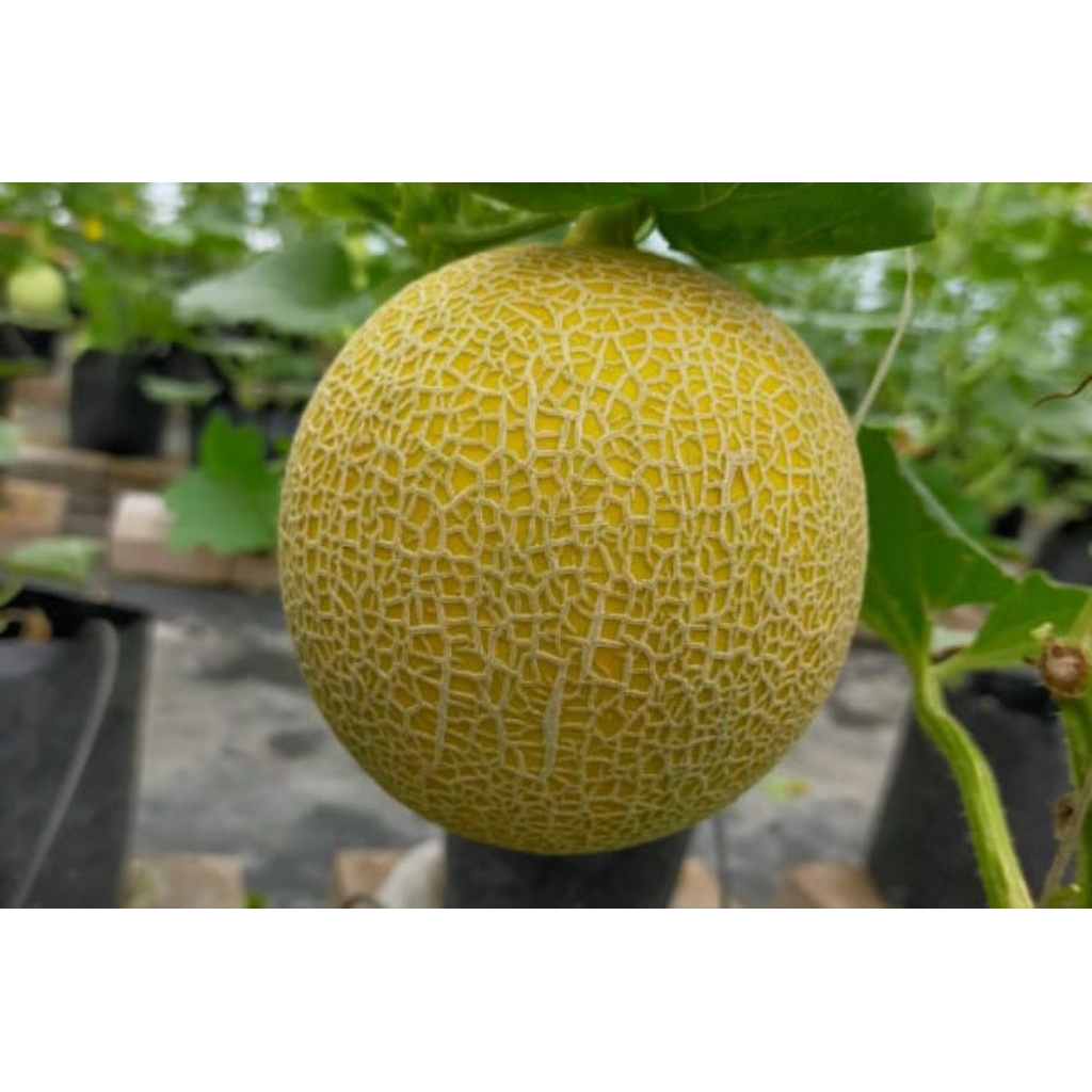 ( 5 BUTIR ) BENIH BIJI MELON INTHANON GOLDEN EMERALD