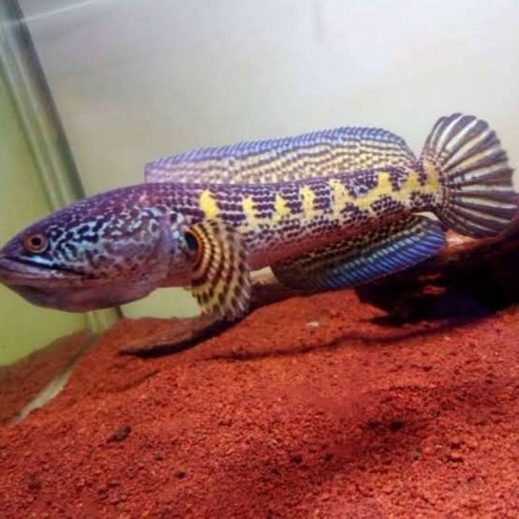 HIASAN AKURIUM IKAN CANA AURANTI