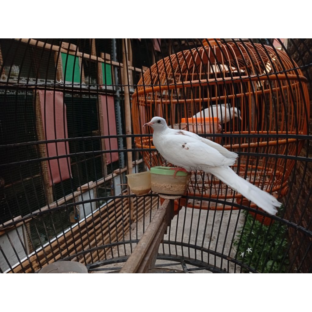 Tekukur Albino BlackSpot Putih BS