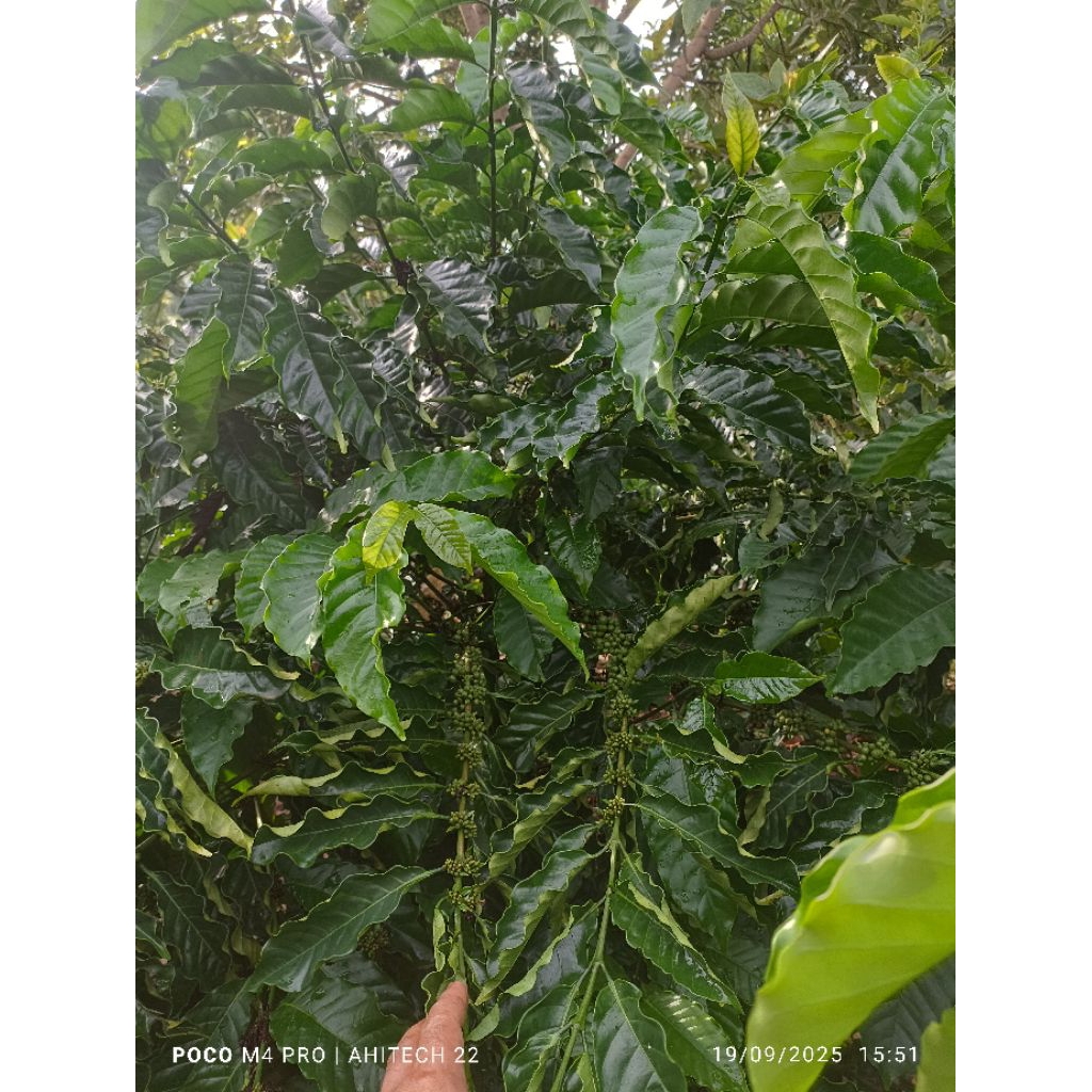 ENTRES TUNAS AIR KOPI LANCURAN KLON BAGIO  25 TUNAS AIR