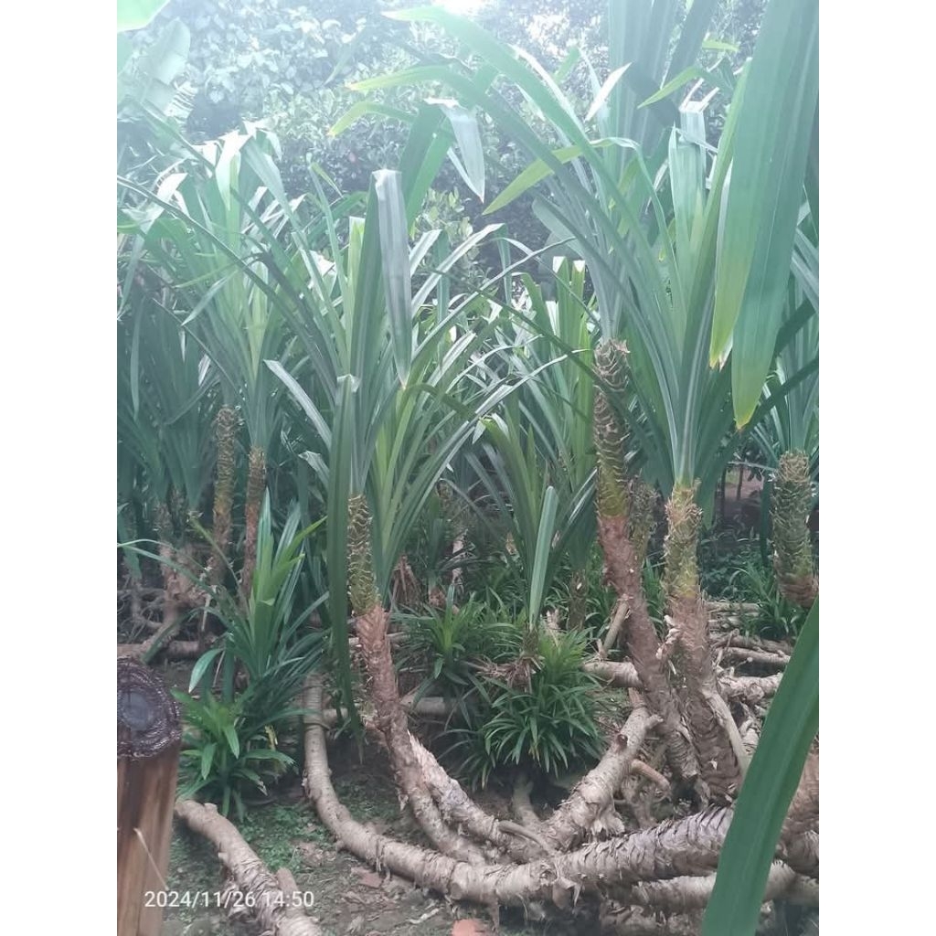 Daun pandan wangi besar