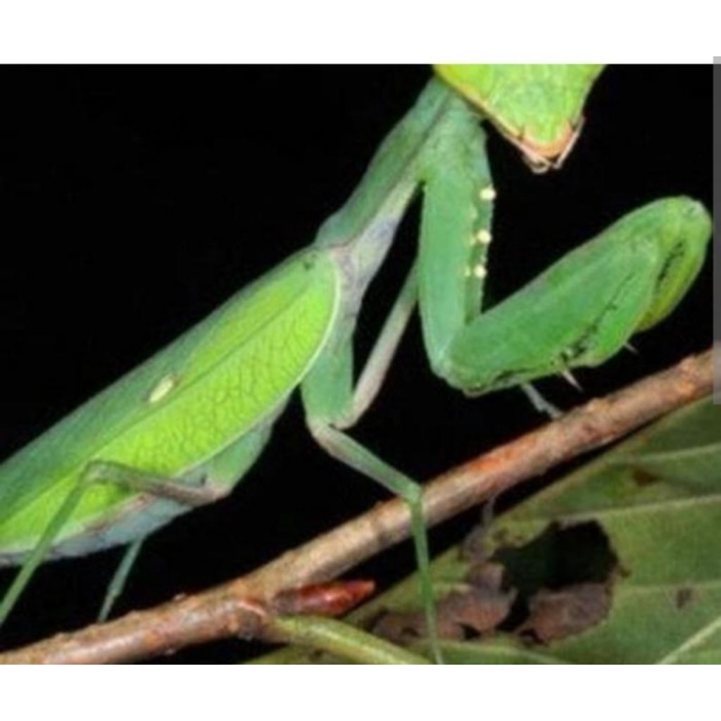 Belalang sembah.cancorang.mantis