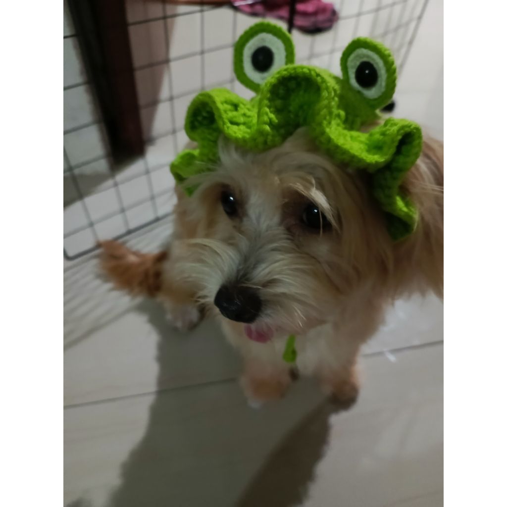 Topi Rajut hewan peliharaan