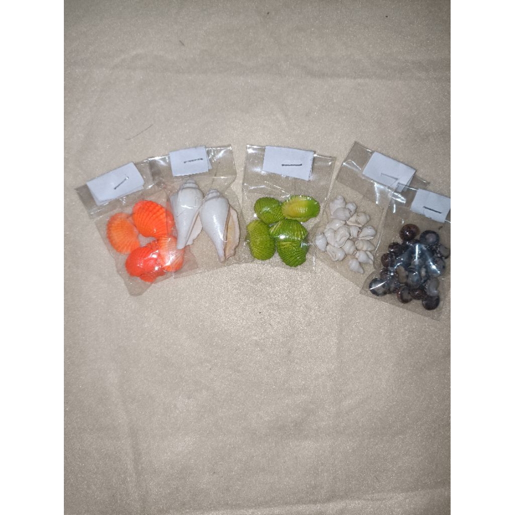 Cangkang Kerang untuk kerajinan