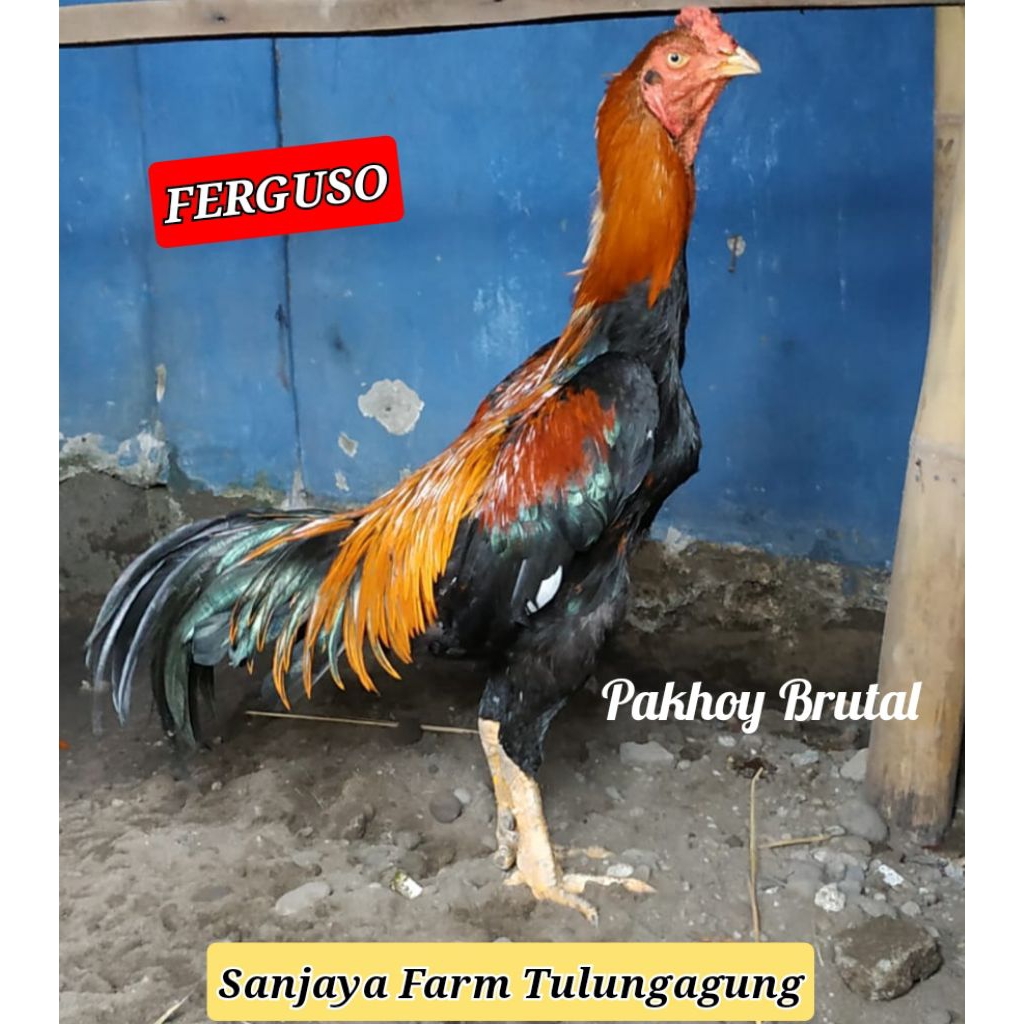 Telur ayam pakoy impor tailand (lock brakot)fertil