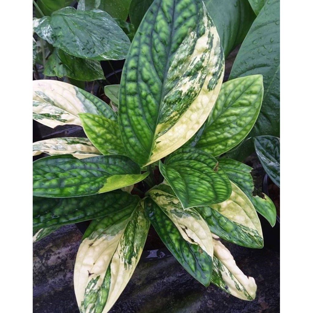 monstera karstenianum varigata