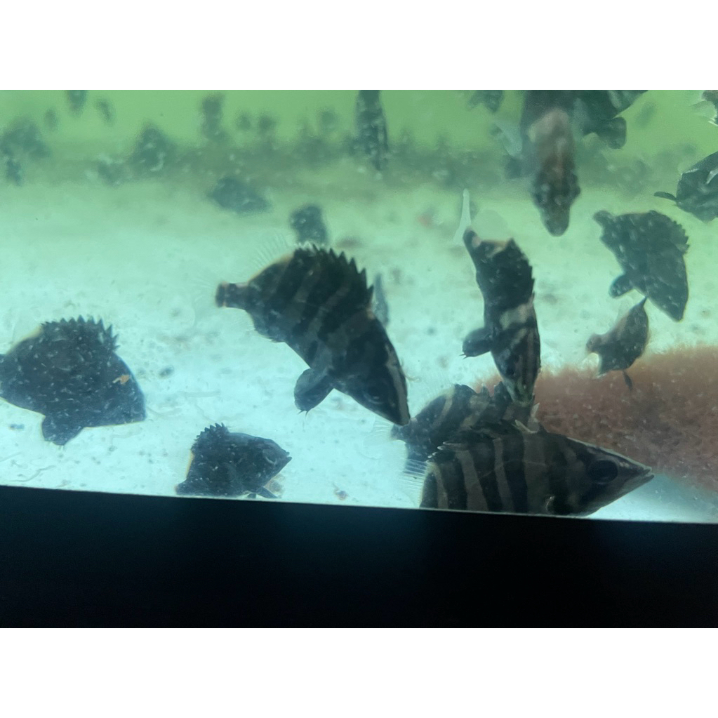 Datz Sumatra 4Bar Simetris