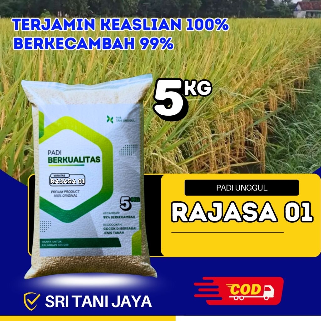 Benih padi unggul rajasa 01 original kemasan 5kg