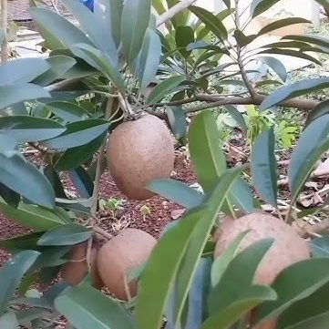 bibit sawo jumbo CM-19 berbuah - sawo cikumega asal malaysia berbuah