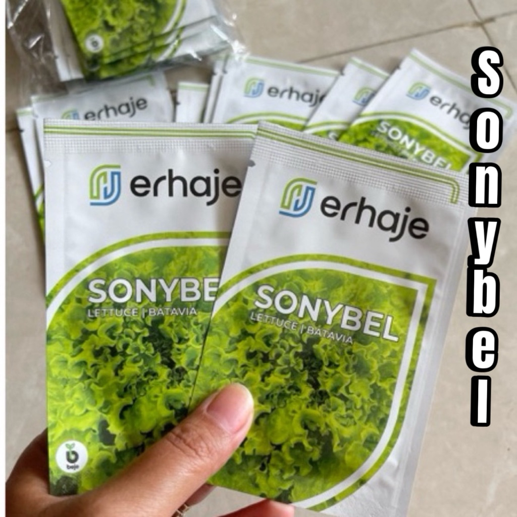 Benih Selada Sonybel Lettuce Batavia Bejo Pengganti Myrtel Produksi Paling Baru